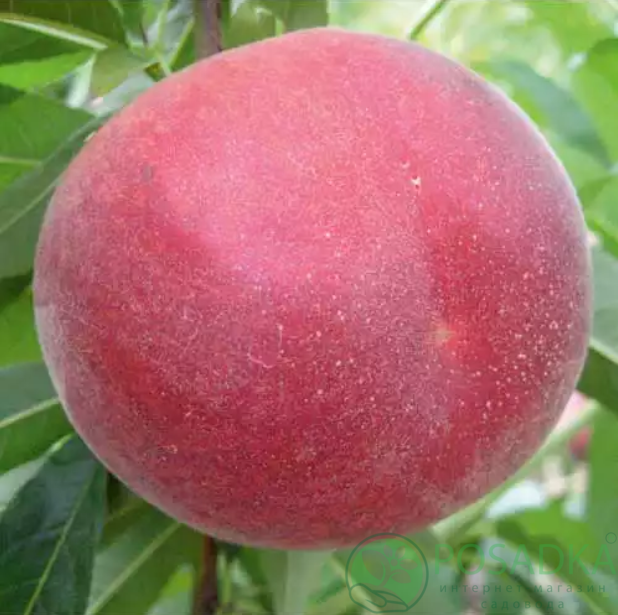 картинка Персик Экстрим 314 