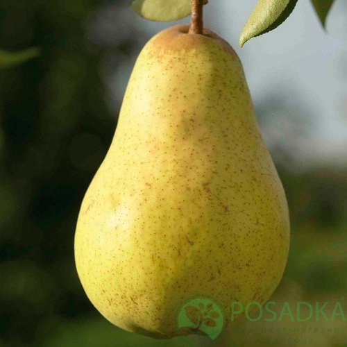 картинка Груша Вильямс зимний (Кюре) 