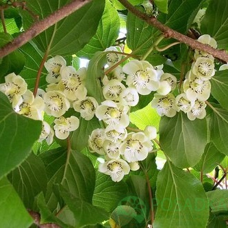 картинка Актинидия Дон Жуан (опылитель) 