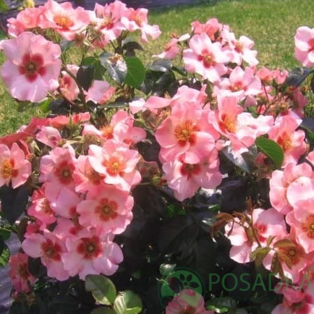 картинка Роза чайно-гибридная Эллиса Принцесса Финикийская 