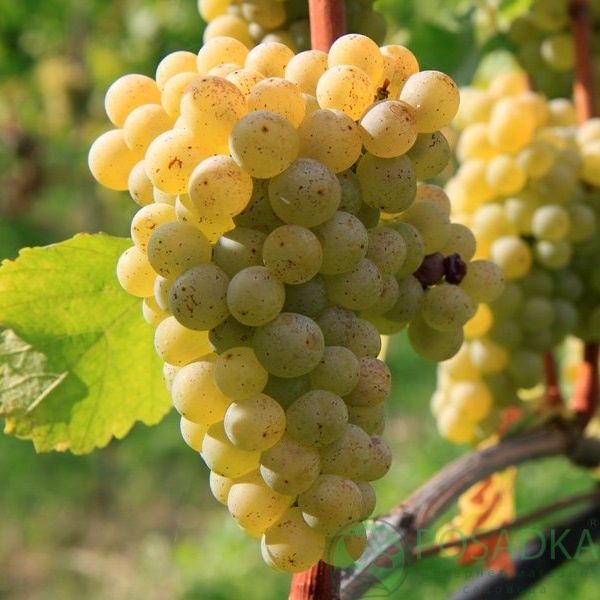 картинка Виноград Совиньон Блан (винный) 