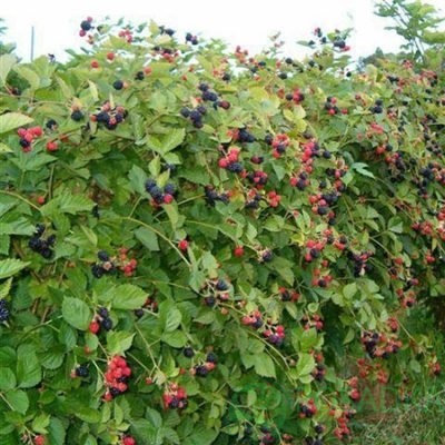 картинка Ежевика Лох Несс 