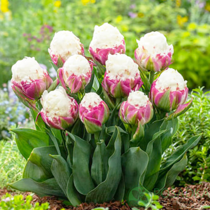 картинка Тюльпан Ice Cream 