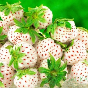 картинка Клубника Клубничный лед (Strawberry Ice) (контейнер С1) 