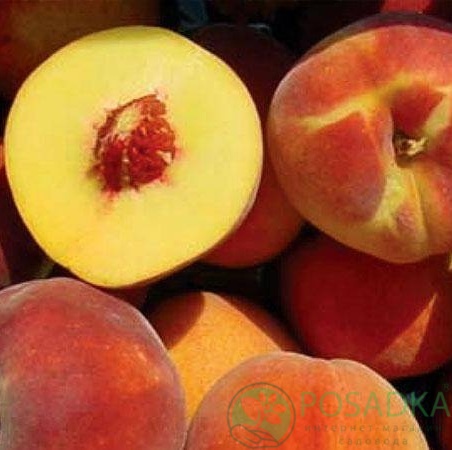 картинка Персик Флеминг Фьюри PF-25 