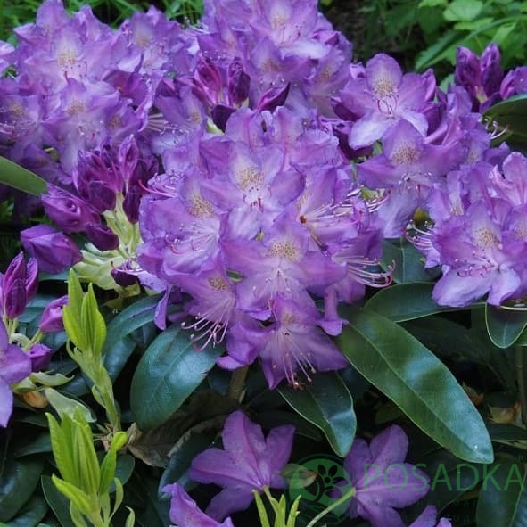 картинка Рододендрон гибридный Purpureum Grandiflorum 