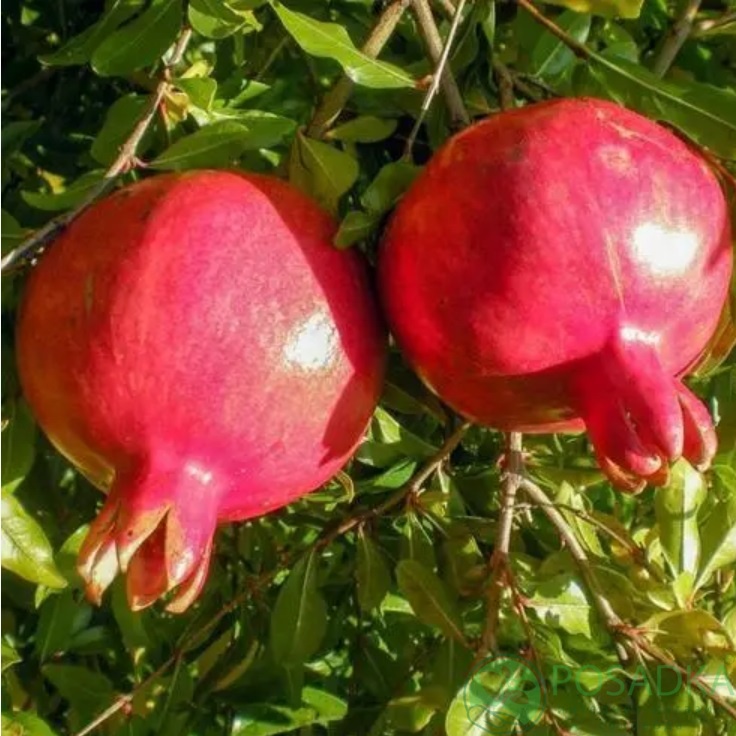 картинка Гранат Малисси 