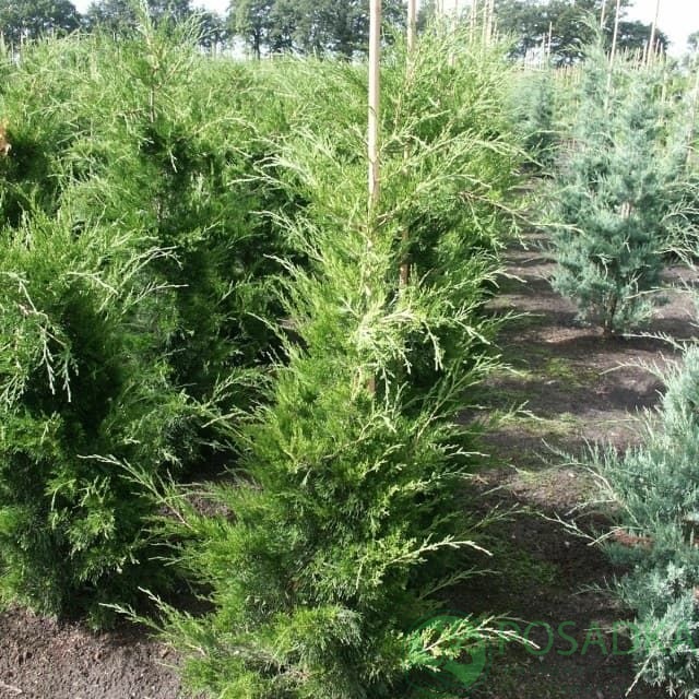 картинка Можжевельник виргинский Канаерти 