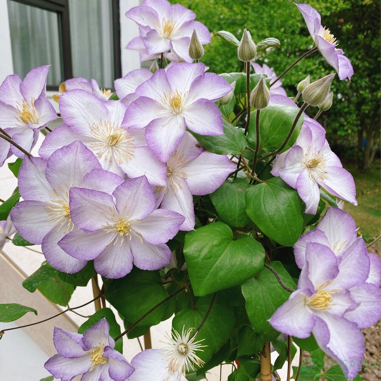 картинка Клематис Lucky Charm 