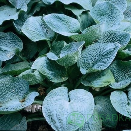 картинка Хоста hybrida Big Daddy 