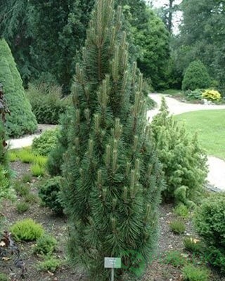 картинка Сосна чёрная Ричард 