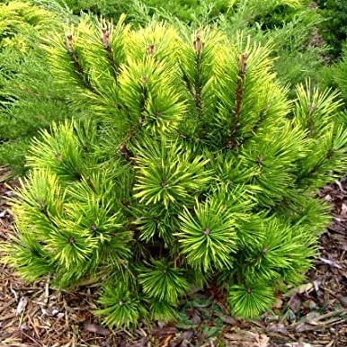 картинка Сосна горная Thomas 3л 