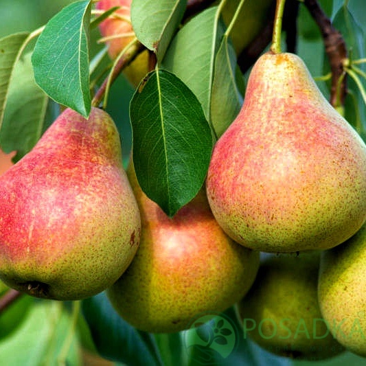 картинка Груша Осень Буковины 