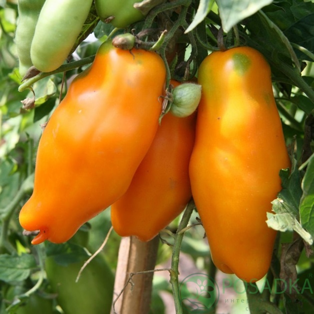 картинка Семена Томат Эрос, 0,1 г Seedera 