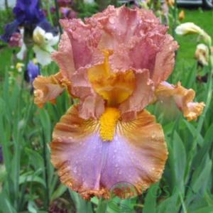 картинка Ирис бородатый Desert Passion 