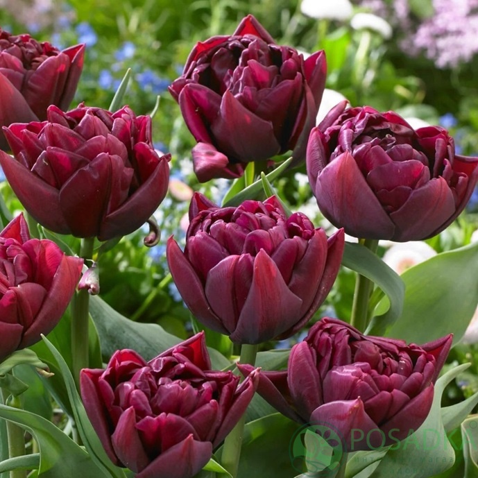 картинка Тюльпан Alison Bradley 