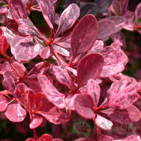 картинка Барбарис Тунберга Rosy Rocket 