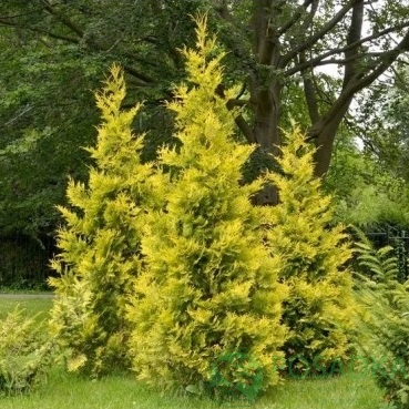 картинка Туя западня Голден Брабант  