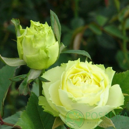 картинка Роза чайно-гибридная Лимбо 