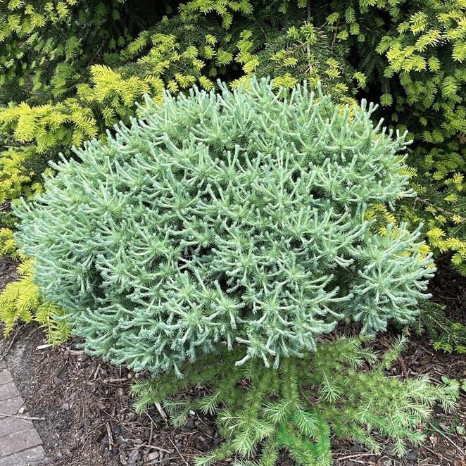 картинка Лиственница американская Поркупин (Porcupine) 