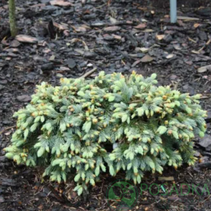 картинка Ель engelmannii 'Cineiga' 