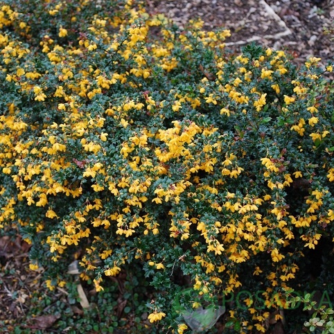 картинка Барбарис Дарвина Compacta 