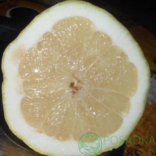 картинка Цитрон Шишкан 