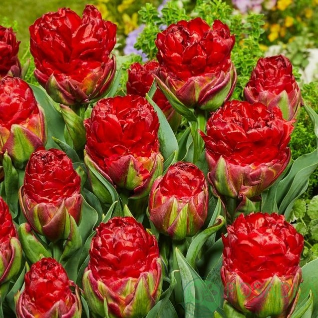 картинка Тюльпан Ice Cream Strawberry  картинка Тюльпан Ice Cream Strawberry