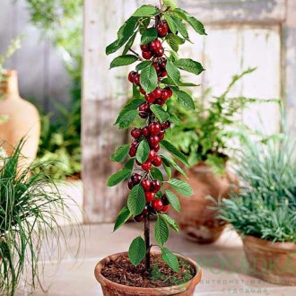 картинка Вишня колоновидная Восторг 