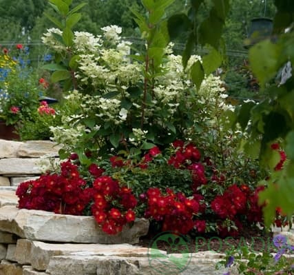 картинка Роза почвопокровная Ред Вильвет 