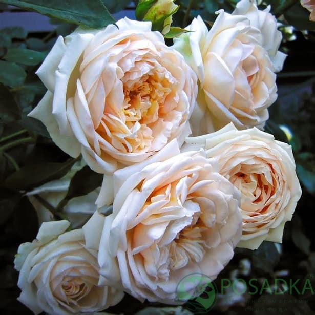 картинка Роза кустовая Мартина Гийо (Rosa Martine Guillot) 