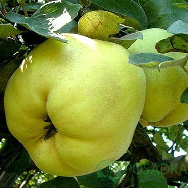 картинка Айва яблоковидная Лесковак 