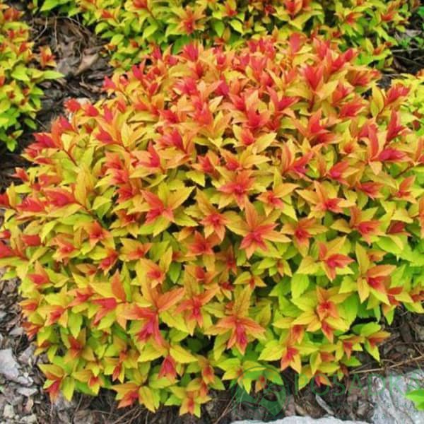 картинка Спирея японская Меджик Карпет 