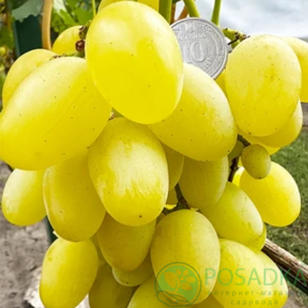 картинка Виноград Ландыш 