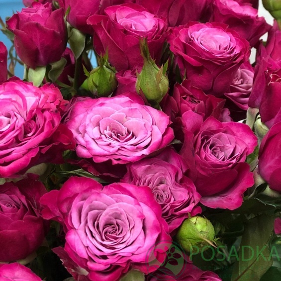 картинка Роза спрей Кайли С2 