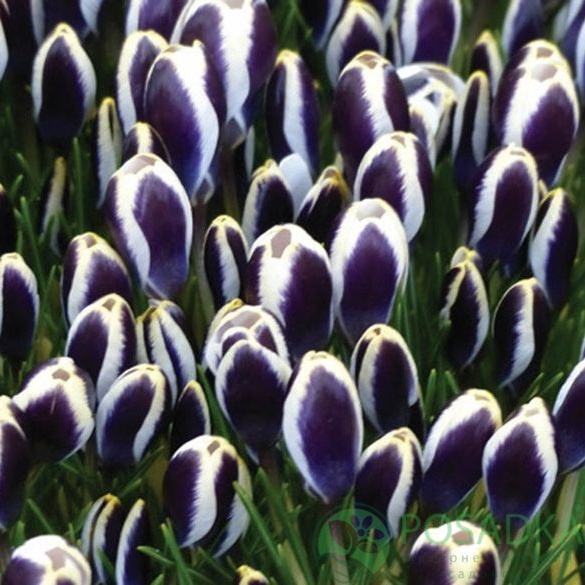 картинка Крокус Panda  картинка Крокус Panda