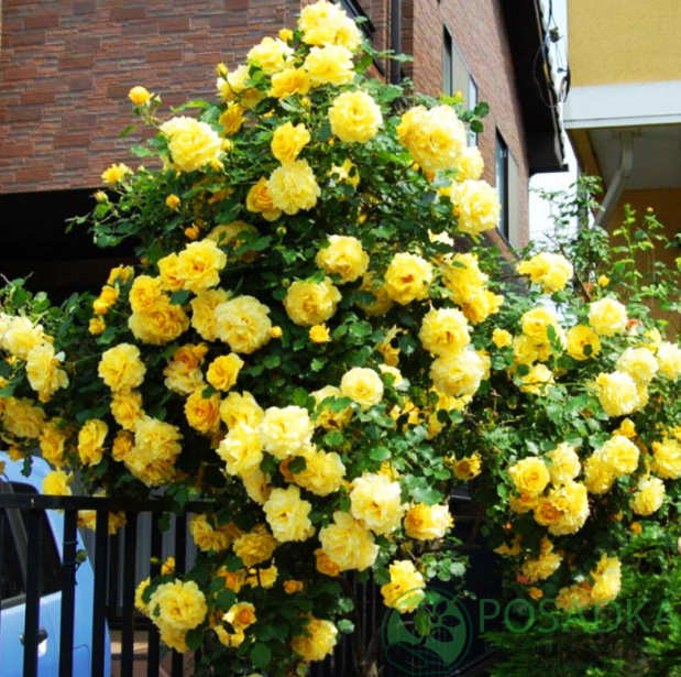 картинка Роза плетистая Голд Бьюти  картинка Роза плетистая Голд Бьюти