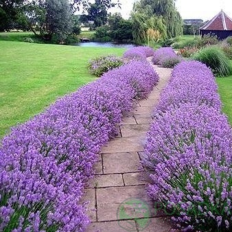 картинка Лаванда узколистная английская Munstead 