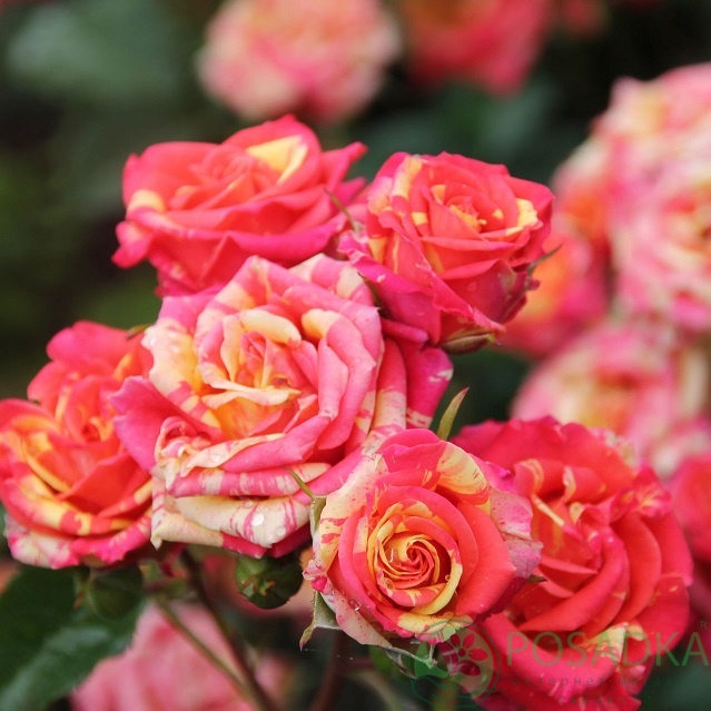 картинка Роза спрей Файер Флеш  картинка Роза спрей Файер Флеш