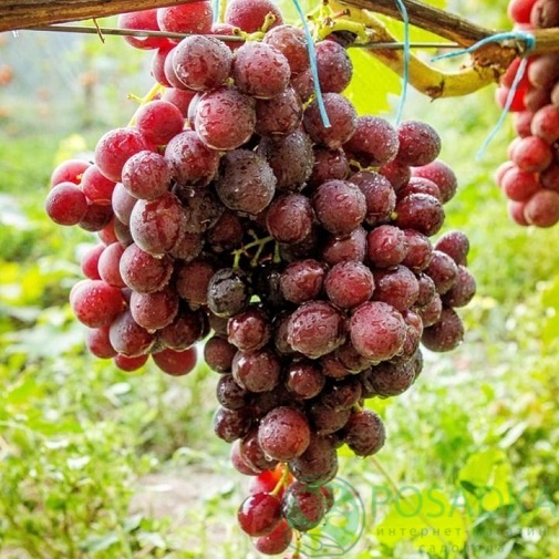 картинка Виноград Класс 