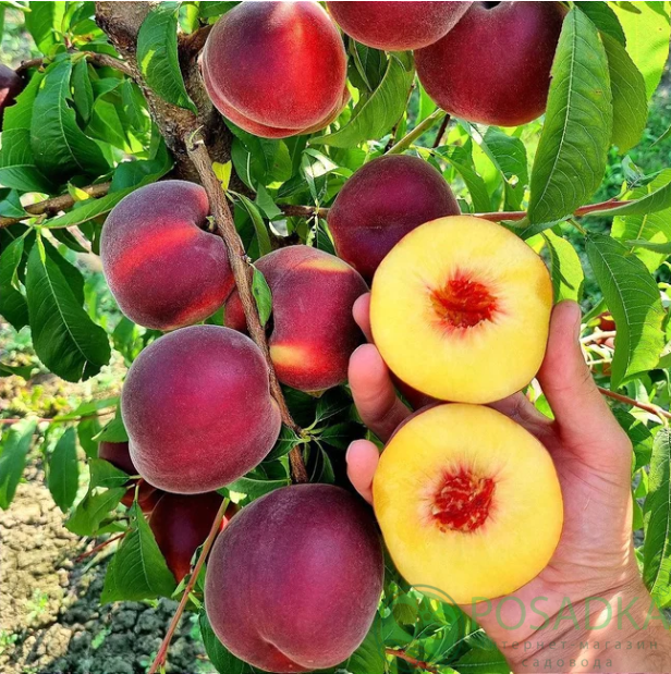 картинка Персик Фингерлейкс Супер Харди 