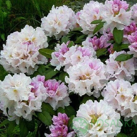 картинка Рододендрон гибридный Eskimo 