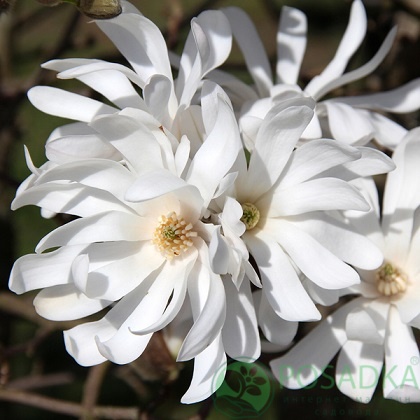 картинка Магнолия звездчатая Stellata  картинка Магнолия звездчатая Stellata