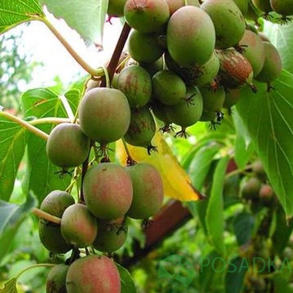 картинка Актинидия коломикта Zakarpacie 