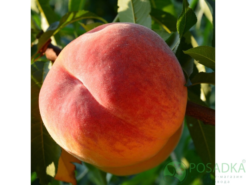 картинка Персик Флеминг Фьюри /PF Lucky 13 Yellow Peach/ 