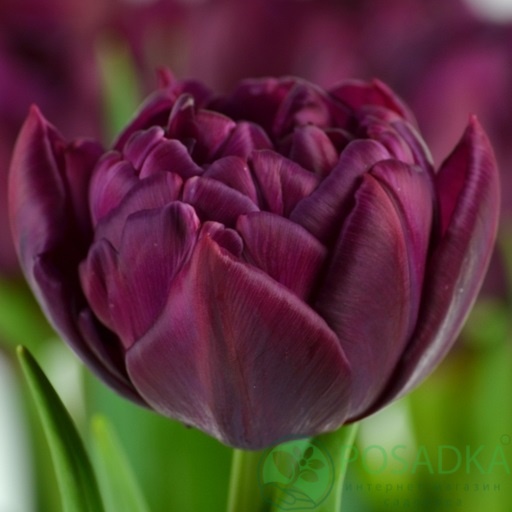 картинка Тюльпан Alison Bradley 