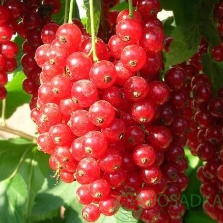 картинка Смородина красная Сахарная  картинка Смородина красная Сахарная