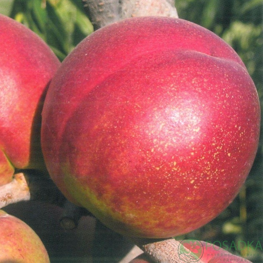 картинка Нектарин Орион 