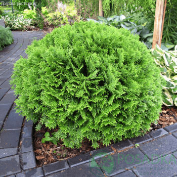 картинка Туя западная Тини Тим 