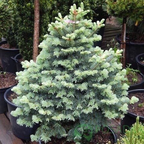 картинка Пихта Субальпийская Компакта (Abies lasiocarpa Compacta) 